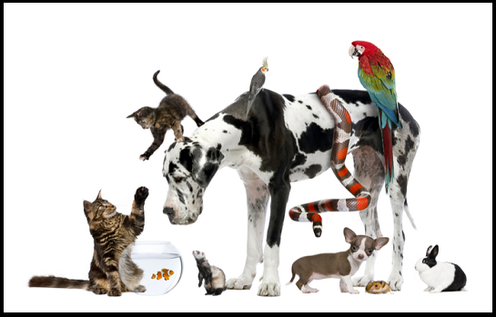 Traveling Pets, Ages 3 and older with a parent/caregiver