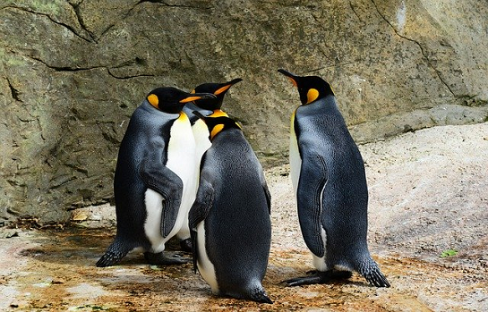 Dynamic Kids of New York: Penguins, Pre-K Ages 3-5 years