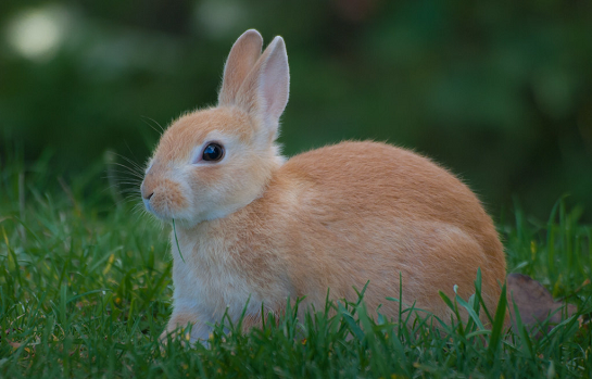 Bunnies, Bunnies, Bunnies! Pre-K, ages 3-5 years