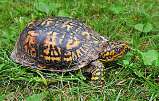 Backyard Wildlife, Grades K-2