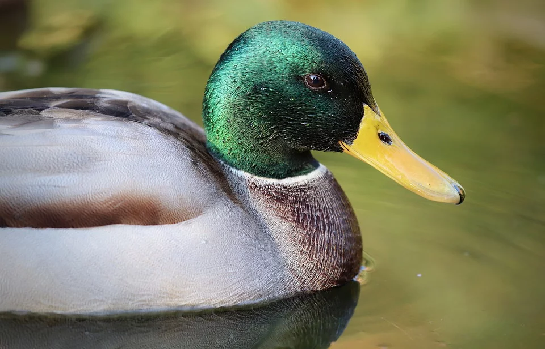Goin’ Quackers, Pre-K ages 3-5 years ***Cancelled***
