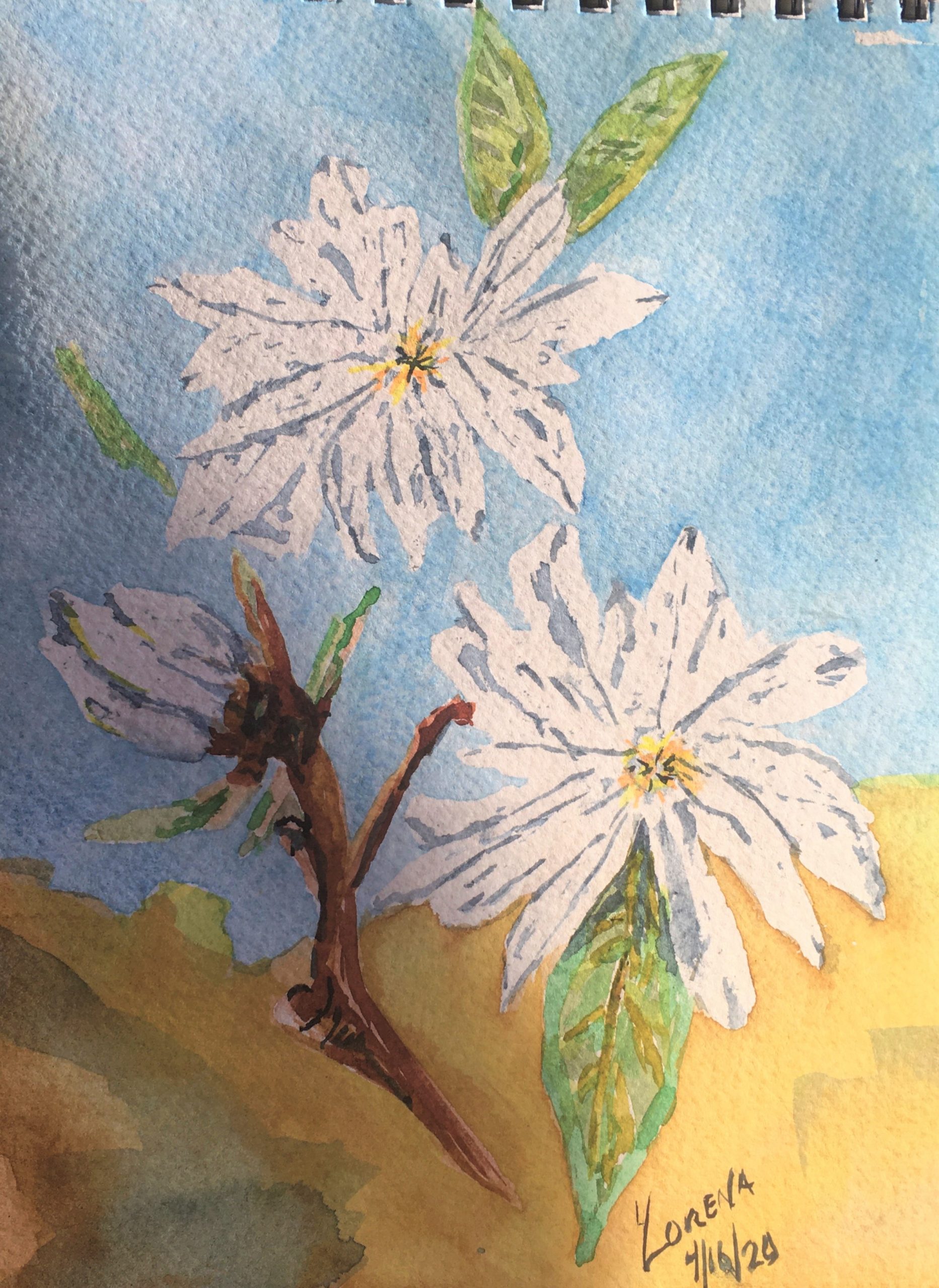 Star Magnolias By Lorena Doherty