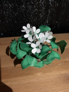 Oxalis Paper Flower